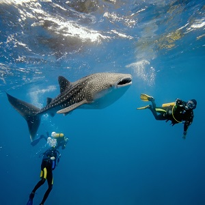 swim with whale sharks in ningaloo reef